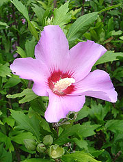 Moukounghwa, la fleur nationale de Corée